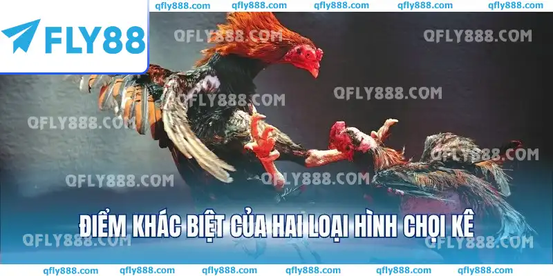Điểm khác biệt của hai loại hình chọi kê Điểm khác biệt của hai loại hình chọi kê