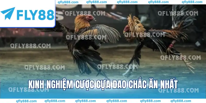 Kinh nghiệm cược cựa dao chắc ăn nhất Kinh nghiệm cược cựa dao chắc ăn nhất