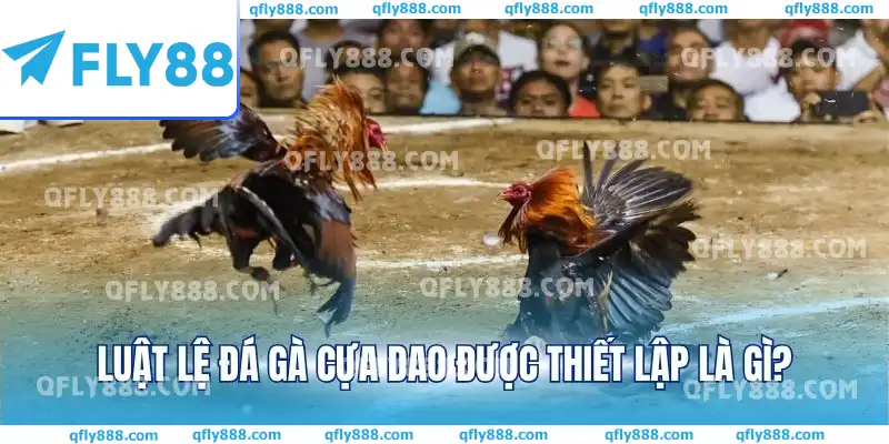 Luật lệ đá gà cựa dao được thiết lập là gì? Luật lệ đá gà cựa dao được thiết lập là gì?